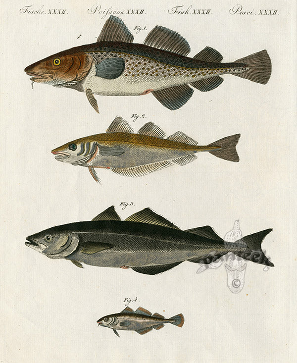 Bertuch Bilderbuch 1790 Cod Fish