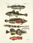 Bertuch Bilderbuch 1790 Cottus Gobio - Panteek Antique Prints