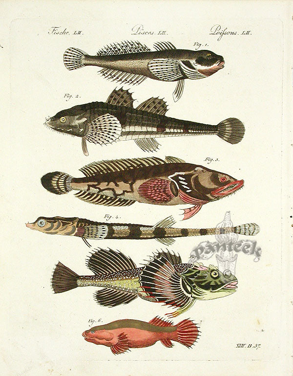 Bertuch Bilderbuch 1790 Cottus Gobio
