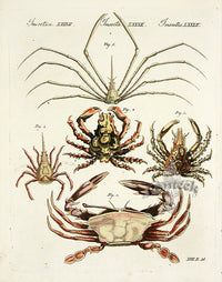 Bertuch Bilderbuch 1790 Crabs - Panteek Antique Prints