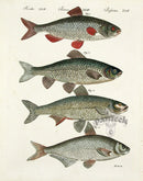 Bertuch Bilderbuch 1790 Cyprinus rutilus - Panteek Antique Prints
