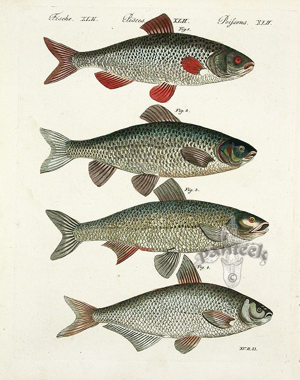 Bertuch Bilderbuch 1790 Cyprinus rutilus