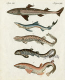 Bertuch Bilderbuch 1790 Dogfish, Sharks - Panteek Antique Prints
