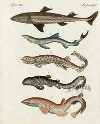 Bertuch Bilderbuch 1790 Dogfish, Sharks - Panteek Antique Prints