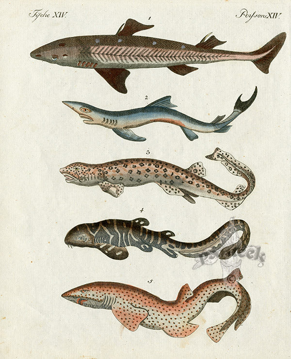 Bertuch Bilderbuch 1790 Dogfish, Sharks