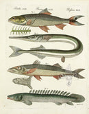 Bertuch Bilderbuch 1790 Elops Saurus - Panteek Antique Prints
