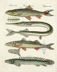 Bertuch Bilderbuch 1790 Elops Saurus - Panteek Antique Prints