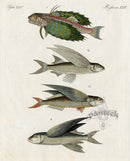 Bertuch Bilderbuch 1790 Flying Fish - Panteek Antique Prints