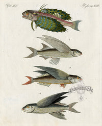 Bertuch Bilderbuch 1790 Flying Fish - Panteek Antique Prints