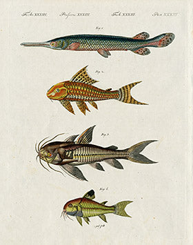 Bertuch Bilderbuch 1790 Great Gar Fish | Panteek Antique Prints