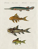 Bertuch Bilderbuch 1790 Great Gar Fish - Panteek Antique Prints