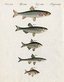 Bertuch Bilderbuch 1790 Gudgeon Fish - Panteek Antique Prints