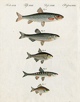 Bertuch Bilderbuch 1790 Gudgeon Fish