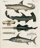 Bertuch Bilderbuch 1790 Hammerhead Shark - Panteek Antique Prints