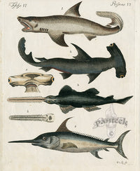 Bertuch Bilderbuch 1790 Hammerhead Shark - Panteek Antique Prints