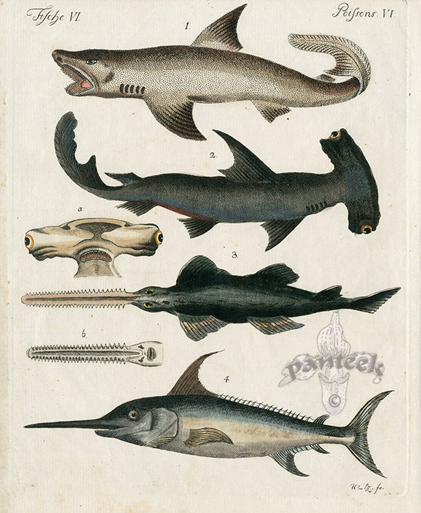 Bertuch Bilderbuch 1790 Hammerhead Shark