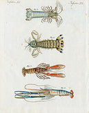 Bertuch Bilderbuch 1790 Mantis Shrimp - Panteek Antique Prints