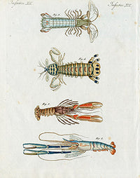Bertuch Bilderbuch 1790 Mantis Shrimp - Panteek Antique Prints