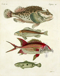 Bertuch Bilderbuch 1790 Peacock Bass - Panteek Antique Prints