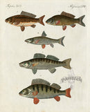 Bertuch Bilderbuch 1790 Perch, Carp - Panteek Antique Prints