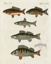 Bertuch Bilderbuch 1790 Perch, Carp - Panteek Antique Prints