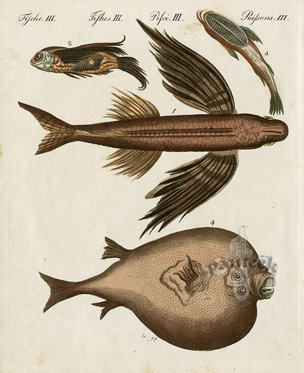 Bertuch Bilderbuch 1790 Remora, Flying Fish