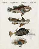 Bertuch Bilderbuch 1790 Scorpion Fish - Panteek Antique Prints