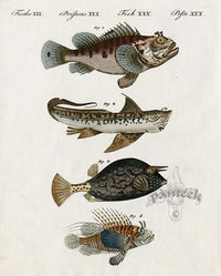 Bertuch Bilderbuch 1790 Scorpion Fish - Panteek Antique Prints