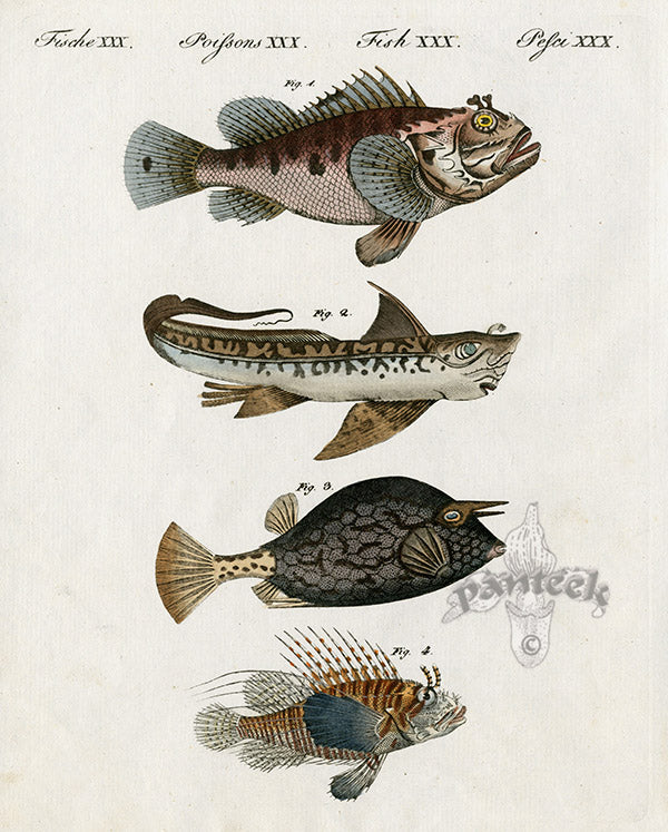 Bertuch Bilderbuch 1790 Scorpion Fish