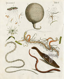 Bertuch Bilderbuch 1790 Sea Creatures, Worms - Panteek Antique Prints