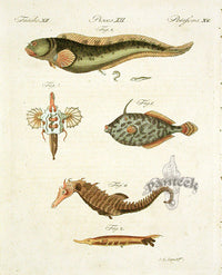 Bertuch Bilderbuch 1790 Sea Horse - Panteek Antique Prints