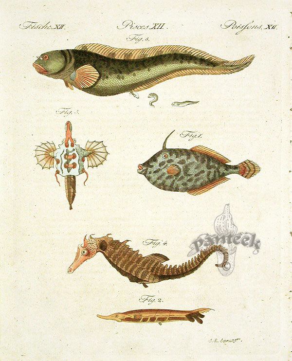 Bertuch Bilderbuch 1790 Sea Horse