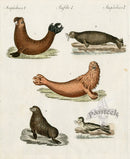 Bertuch Bilderbuch 1790 Sea Lion, Seals, Walrus - Panteek Antique Prints