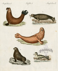 Bertuch Bilderbuch 1790 Sea Lion, Seals, Walrus - Panteek Antique Prints