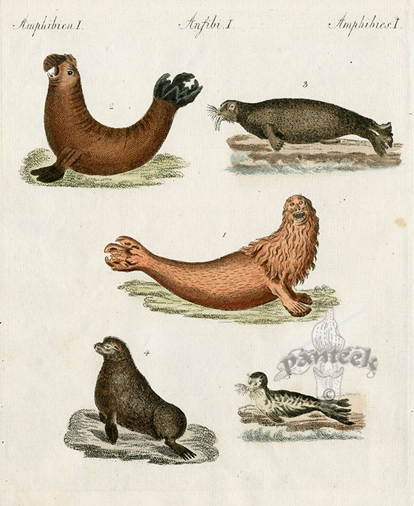 Bertuch Bilderbuch 1790 Sea Lion, Seals, Walrus