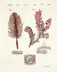 Bertuch Bilderbuch 1790 Sea Pen - Panteek Antique Prints