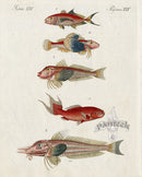 Bertuch Bilderbuch 1790 Sea Robins - Panteek Antique Prints