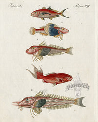 Bertuch Bilderbuch 1790 Sea Robins - Panteek Antique Prints