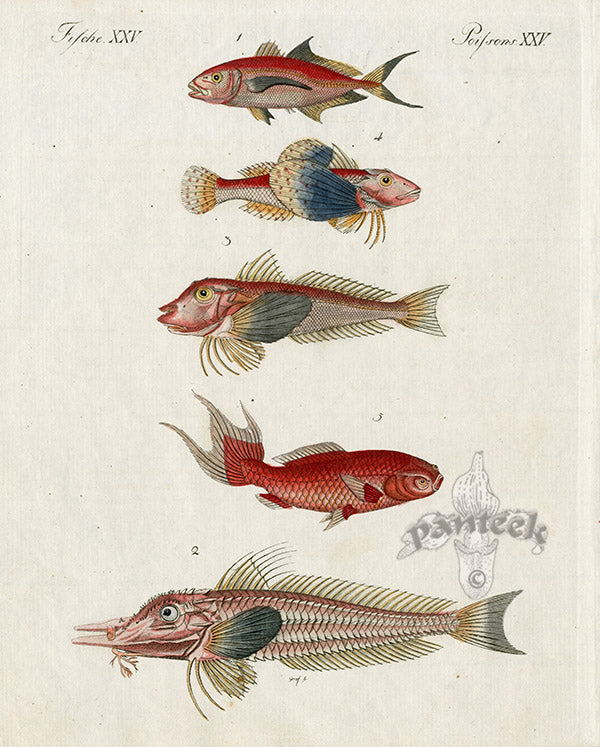 Bertuch Bilderbuch 1790 Sea Robins