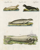 Bertuch Bilderbuch 1790 Seals - Panteek Antique Prints