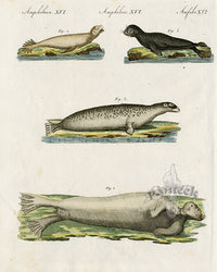 Bertuch Bilderbuch 1790 Seals - Panteek Antique Prints
