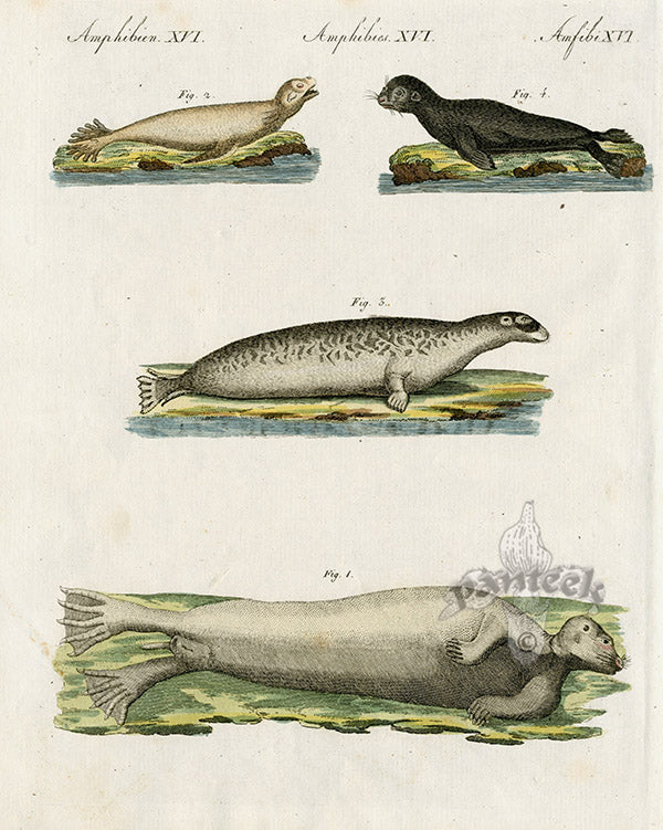 Bertuch Bilderbuch 1790 Seals