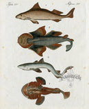 Bertuch Bilderbuch 1790 Sharks - Panteek Antique Prints