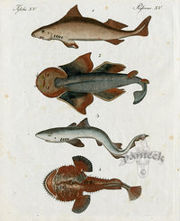Bertuch Bilderbuch 1790 Sharks - Panteek Antique Prints