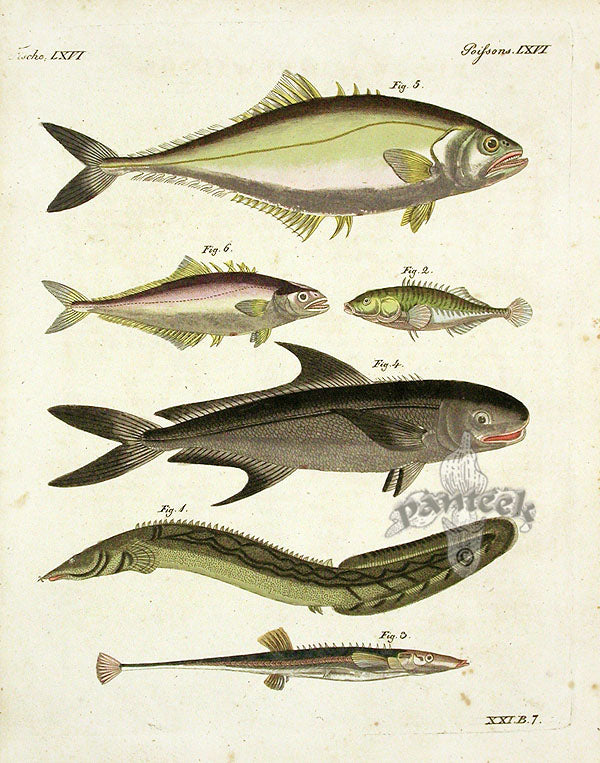 Bertuch Bilderbuch 1790 Spiny Eel