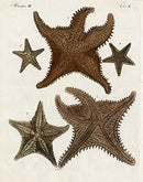 Bertuch Bilderbuch 1790 Starfish - Panteek Antique Prints