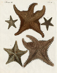 Bertuch Bilderbuch 1790 Starfish - Panteek Antique Prints