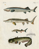 Bertuch Bilderbuch 1790 Sturgeon, Catfish - Panteek Antique Prints