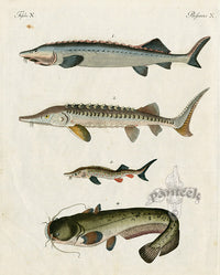 Bertuch Bilderbuch 1790 Sturgeon, Catfish - Panteek Antique Prints
