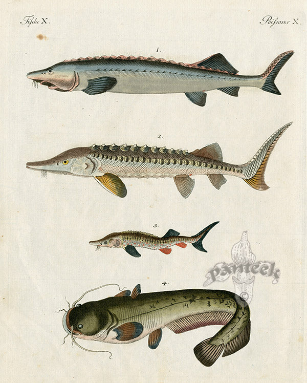 Bertuch Bilderbuch 1790 Sturgeon, Catfish